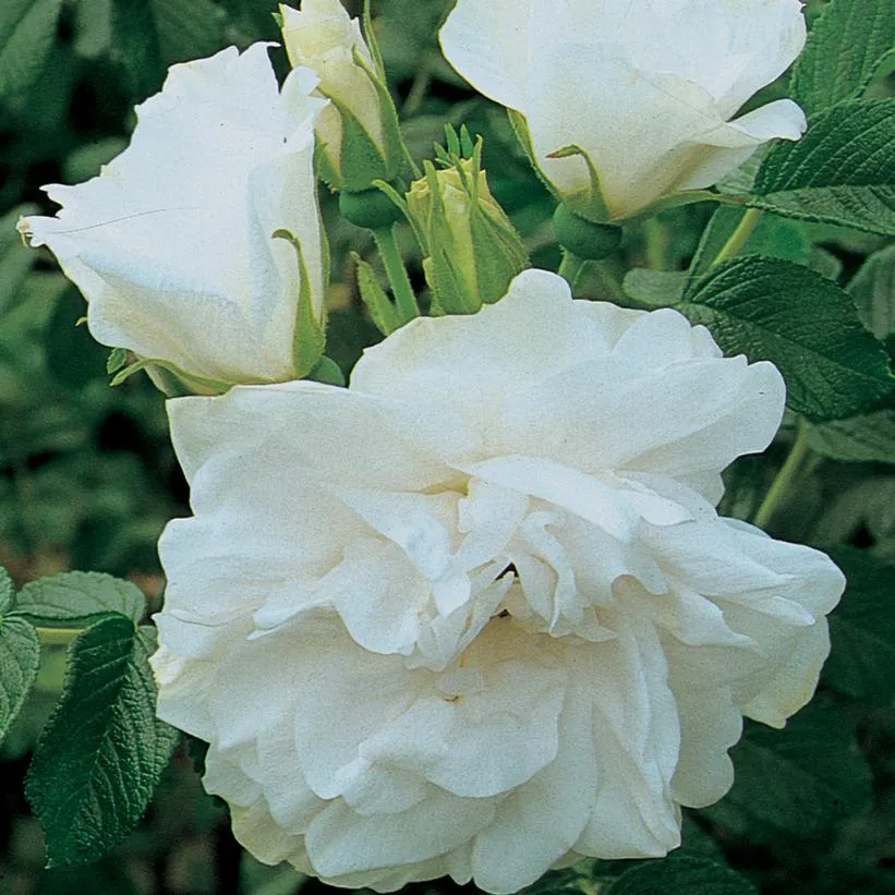 Blanc Double de Coubert Rugosa Rose