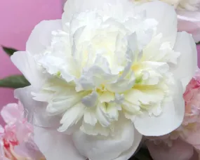 Duchesse de Nemours Peony